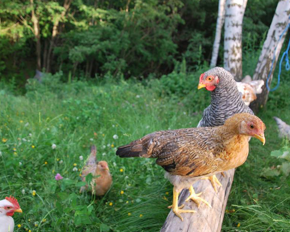 Det gode livet i Hoppensprett Udnes Naturbarnehage!